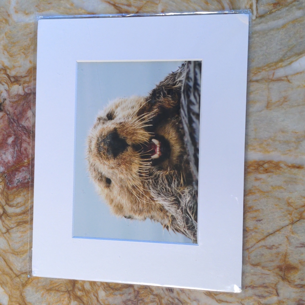 Southern Sea Otter Picture